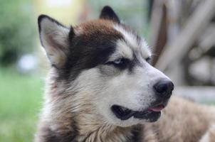 arktisk malamute med blå ögon munkorg porträtt stänga upp. detta är en ganska stor hund inföding typ foto