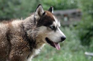 arktisk malamute med blå ögon munkorg porträtt stänga upp. detta är en ganska stor hund inföding typ foto