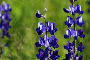 lupin blooms i en skog clearing. foto