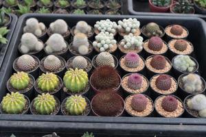 skön närbild kaktus i de trädgård. olika typer av skönhet kaktus marknader eller kaktus gårdar. grön hus växter begrepp. foto