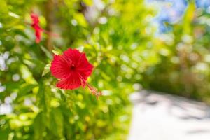 röd hibiskus blomma på en grön bakgrund. hibiskus blomma. grund djup av fält, natur bakgrund, tropisk parkera, exotisk blommor på suddig bakgrund foto