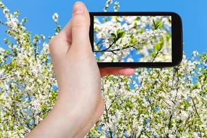 turist tar Foto av körsbär blommar