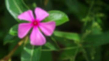 härlig rosa madagaskar snäcka blommor foto