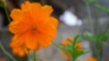 skön och Fantastisk svavel kosmos orange blomma foto