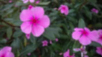 skön och Fantastisk rosa snäcka blommor foto