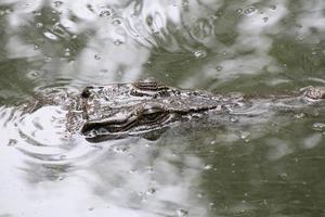 saltvatten krokodil ser hotfullt från de vatten foto