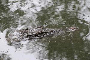 saltvatten krokodil ser hotfullt från de vatten foto