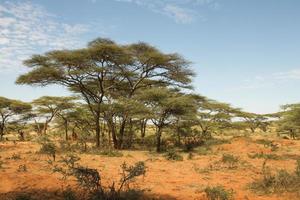 etiopisk landskap med akacia träd foto