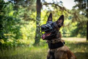 porträtt av en belgisk herde hund, på en promenad i en grön parkera. foto