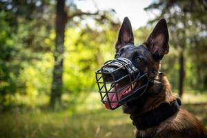 porträtt av en belgisk herde hund, på en promenad i en grön parkera. foto