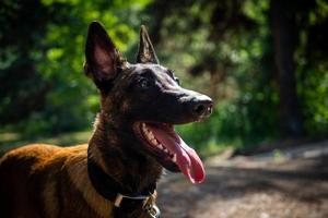 porträtt av en belgisk herde hund, på en promenad i en grön parkera. foto