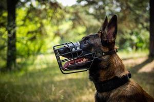 porträtt av en belgisk herde hund, på en promenad i en grön parkera. foto