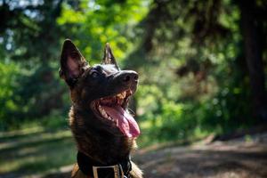 porträtt av en belgisk herde hund, på en promenad i en grön parkera. foto