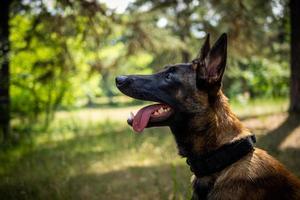 porträtt av en belgisk herde hund, på en promenad i en grön parkera. foto