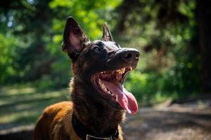 porträtt av en belgisk herde hund, på en promenad i en grön parkera. foto