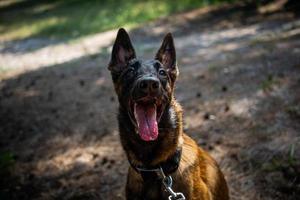 porträtt av en belgisk herde hund, på en promenad i en grön parkera. foto