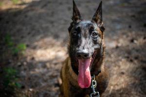 porträtt av en belgisk herde hund, på en promenad i en grön parkera. foto