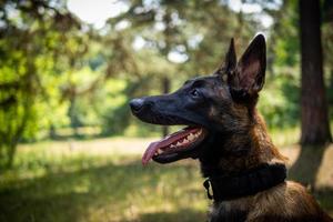 porträtt av en belgisk herde hund, på en promenad i en grön parkera. foto