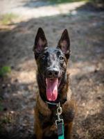 porträtt av en belgisk herde hund, på en promenad i en grön parkera. foto