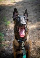 porträtt av en belgisk herde hund, på en promenad i en grön parkera. foto