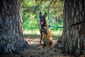 porträtt av en belgisk herde hund, på en promenad i en grön parkera. foto