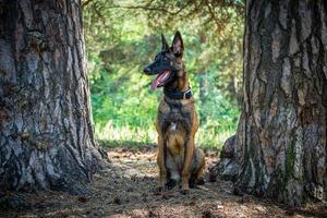 porträtt av en belgisk herde hund, på en promenad i en grön parkera. foto