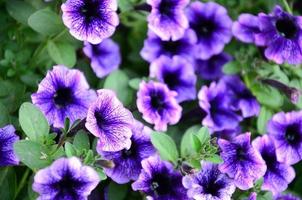 skön violett petunia blommor i blommig detalj bakgrund bild foto