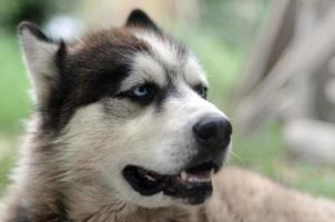 arktisk malamute med blå ögon munkorg porträtt stänga upp. detta är en ganska stor hund inföding typ foto