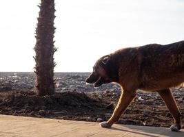 de hund är gående längs de stranden. profil av en hund mot de himmel. foto