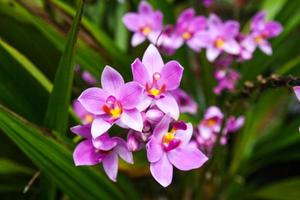 lila orkidéer blomning i de morgon- i en thai trädgård foto