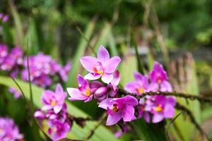 lila orkidéer blomning i de morgon- i en thai trädgård foto