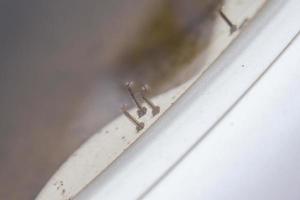 mygga larver i stagnerande vatten stänga upp foto