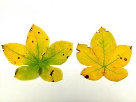 tropisk löv är gul i isolering på en vit bakgrund. foto