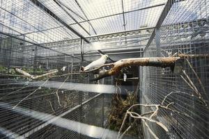 vit kakadua i bur på papegoja Zoo. foto