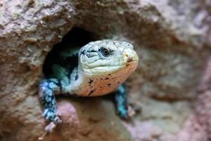 allmänning blå tunga skink och ödla. reptil och reptiler. amfibie och amfibier. tropisk fauna. foto