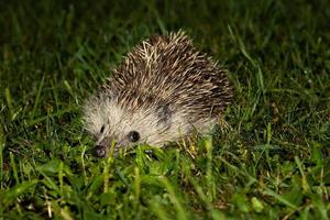 europeisk igelkott. däggdjur och däggdjur. landa värld och fauna. foto