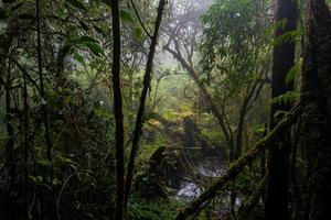 vacker regnskog vid ang ka naturstig i Doi Inthanon nationalpark, thailand foto