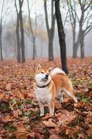 japansk shiba inu ras hund promenader i de höst dimmig parkera. ukrainska hund shiba inu kent foto