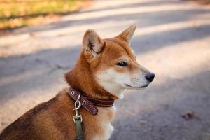 listig japansk shiba inu ras hund. skön röd hund utseende slug foto