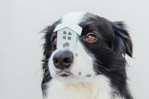 roliga porträtt av söt hundvalp border collie håller miniatyr leksak modell hus på näsan, isolerad på vit bakgrund. fastigheter inteckning egendom söta hem hund skydd koncept foto