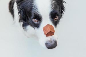 roliga porträtt av söt hundvalp border collie håller miniatyr leksak modell hus på näsan, isolerad på vit bakgrund. fastigheter inteckning egendom söta hem hund skydd koncept foto