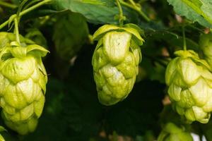 jordbruk och lantbruk begrepp. grön färsk mogen organisk hopp koner för framställning öl och bröd, stänga upp. färsk humle för bryggning produktion. hopp växt växande i trädgård eller odla. foto