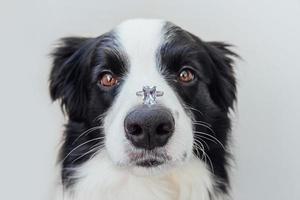 Vill du gifta dig med mig. roliga porträtt av söt hundvalp border collie håller vigselring på näsan isolerad på vit bakgrund. förlovning, äktenskap, förslag koncept foto