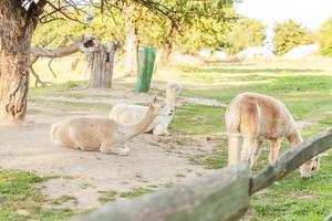 söt alpacka med roligt ansikte som kopplar av på ranch på sommardagen. inhemska alpackor som betar på betesmark i naturlig eco-gård landsbygdsbakgrund. djurvård och ekologiskt jordbruk koncept foto