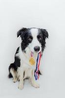 valp hund border collie håller vinnare eller mästare guld trofé medalj i mun isolerad på vit bakgrund. vinnare champion rolig hund. seger första tävlingsplatsen. vinnande eller framgångskoncept. foto