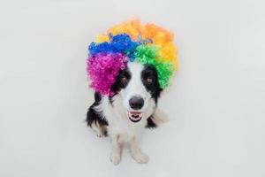 söt hundvalp med roligt ansikte border collie bär färgglada lockiga clown peruk isolerad på vit bakgrund. roliga hundporträtt i clowndräkt i karneval eller halloweenfest. sällskapshund på cirkus. foto