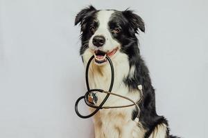 hundvalp border collie håller stetoskop i munnen isolerad på vit bakgrund. renrasig husdjurshund på mottagning hos veterinärläkare på veterinärklinik. husdjur hälsovård och djur koncept. foto