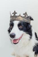 söt hundvalp med roligt ansikte border collie bär kung krona isolerad på vit bakgrund. roligt hundporträtt i kunglig kostym i karneval eller halloween. hundherre trollkarl eller prins, hundkraftstema. foto
