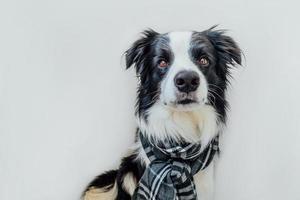 rolig söt hundvalp border collie bär varma kläder halsduk runt halsen isolerad på vit bakgrund. vinter eller höst hundporträtt. hej höst höst. hygge humör kallt väder koncept. foto