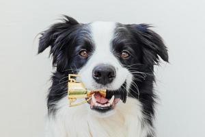 söt valp hund border collie håller miniatyr mästare trofé kopp i munnen isolerad på vit bakgrund. vinnare champion rolig hund. seger första tävlingsplatsen. vinnande eller framgångskoncept. foto